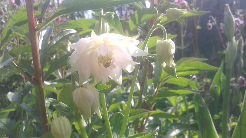  - aquilegia 2017