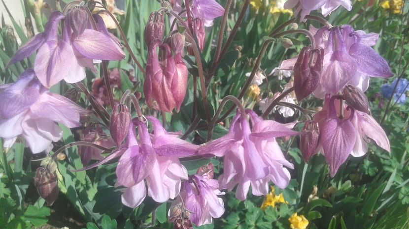  - aquilegia 2017