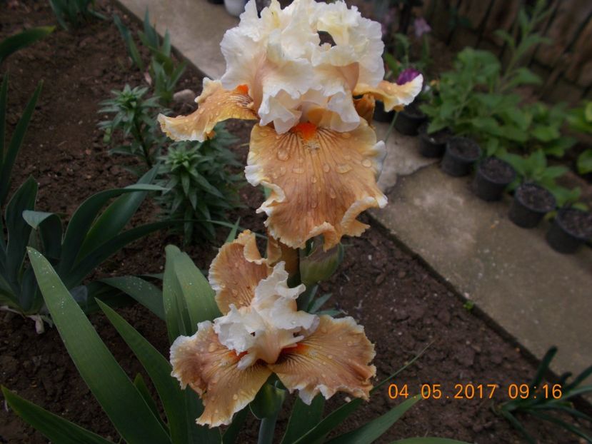 fondation van gogh - IRISI BARBATA ELATIOR SI INTERMEDIA  2017