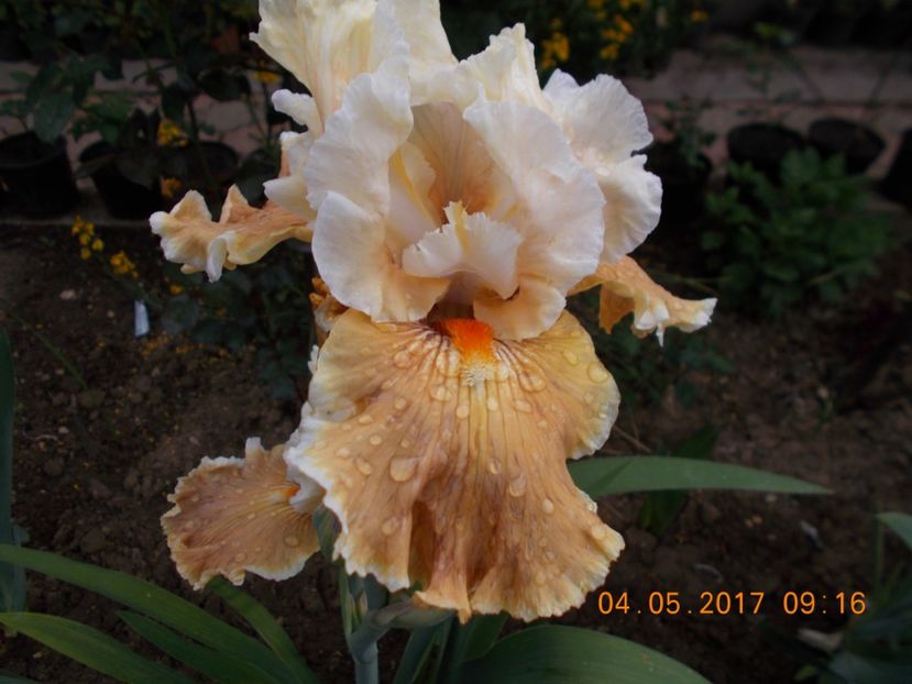 fondation van gogh - IRISI BARBATA ELATIOR SI INTERMEDIA  2017