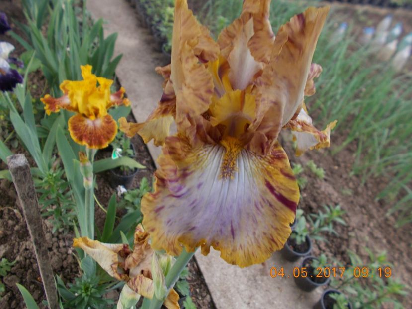 toucan  tango - IRISI BARBATA ELATIOR SI INTERMEDIA  2017