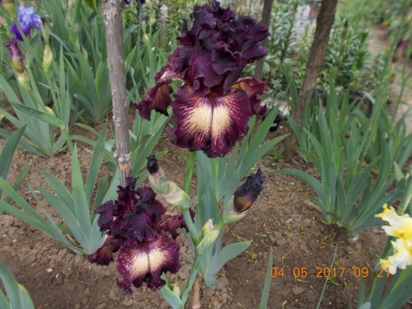 epicenter - IRISI BARBATA ELATIOR SI INTERMEDIA  2017