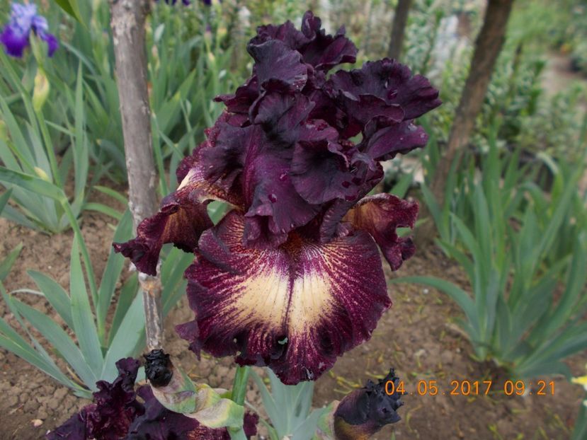 epicenter - IRISI BARBATA ELATIOR SI INTERMEDIA  2017