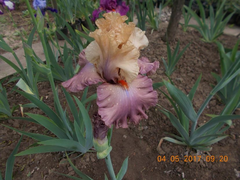 looking  beautiful - IRISI BARBATA ELATIOR SI INTERMEDIA  2017