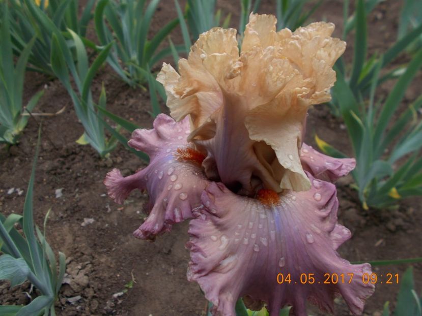 looking  beautiful - IRISI BARBATA ELATIOR SI INTERMEDIA  2017