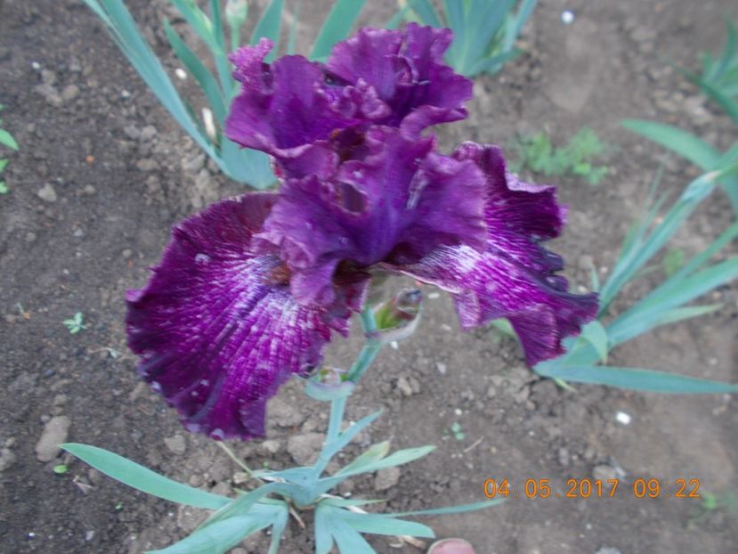 filibuster - IRISI BARBATA ELATIOR SI INTERMEDIA  2017