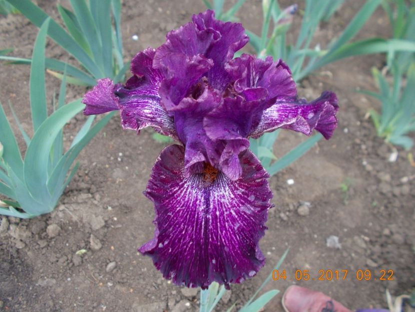 filibuster - IRISI BARBATA ELATIOR SI INTERMEDIA  2017