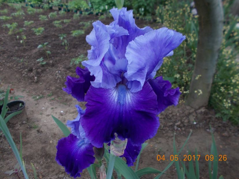  - IRISI BARBATA ELATIOR SI INTERMEDIA  2017