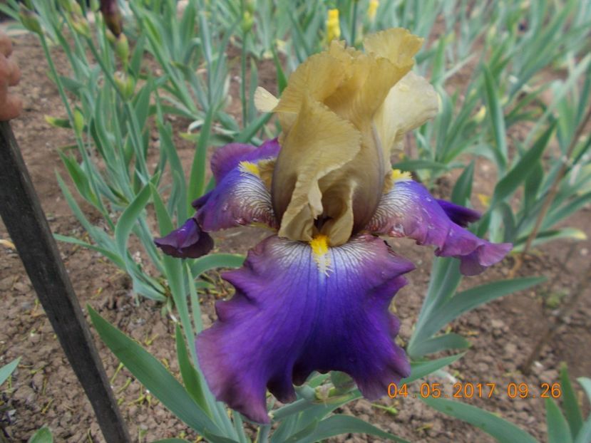 sail master - IRISI BARBATA ELATIOR SI INTERMEDIA  2017