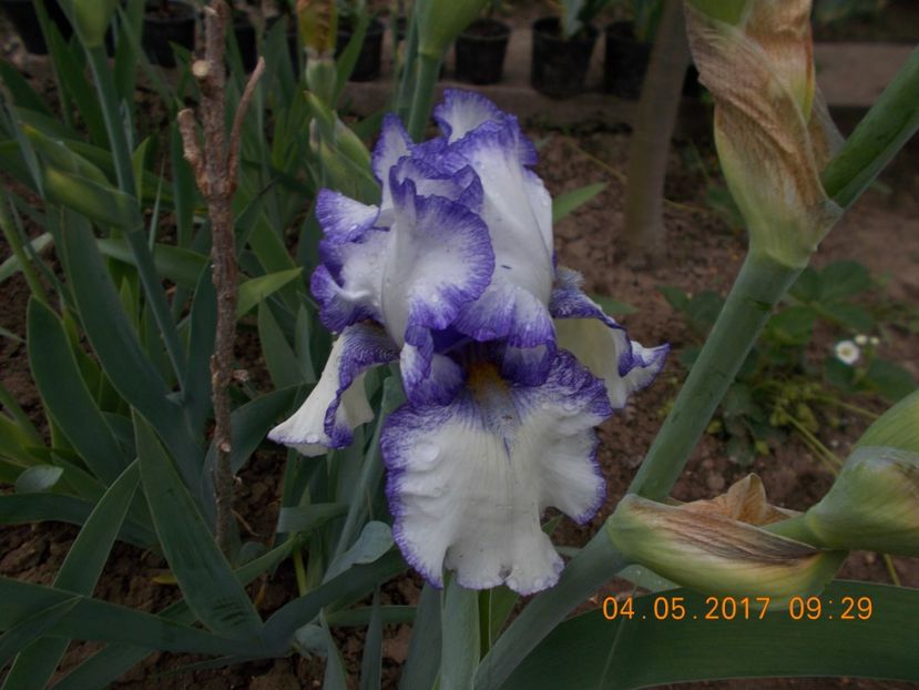 raziza - IRISI BARBATA ELATIOR SI INTERMEDIA  2017