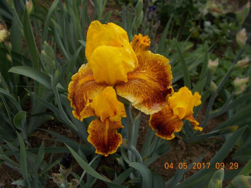 fanfaron - IRISI BARBATA ELATIOR SI INTERMEDIA  2017