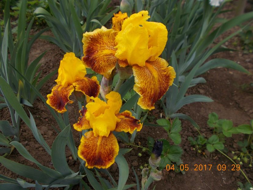 fanfaron - IRISI BARBATA ELATIOR SI INTERMEDIA  2017