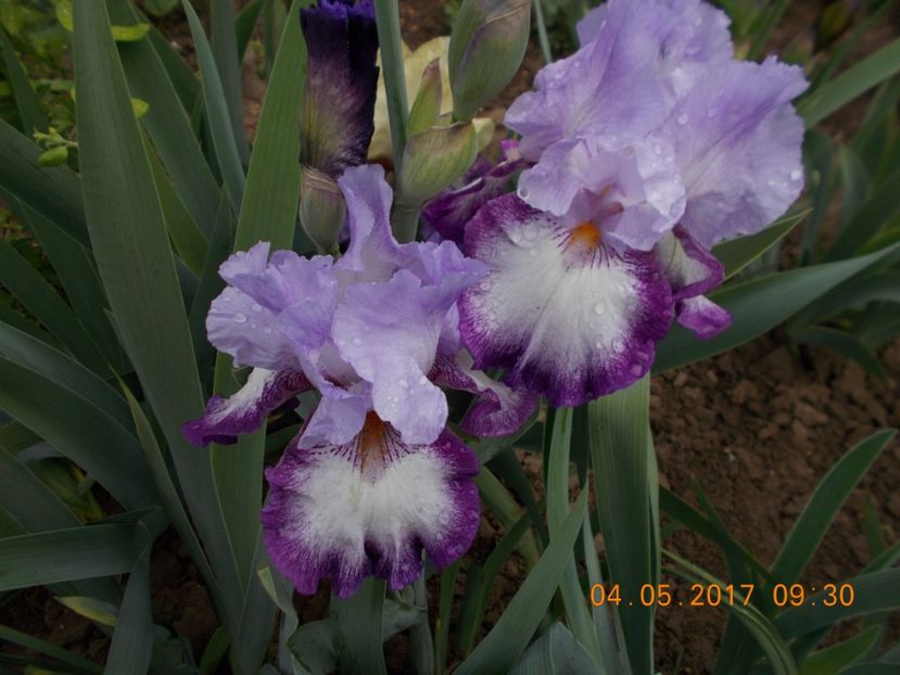 eagle's flinght - IRISI BARBATA ELATIOR SI INTERMEDIA  2017