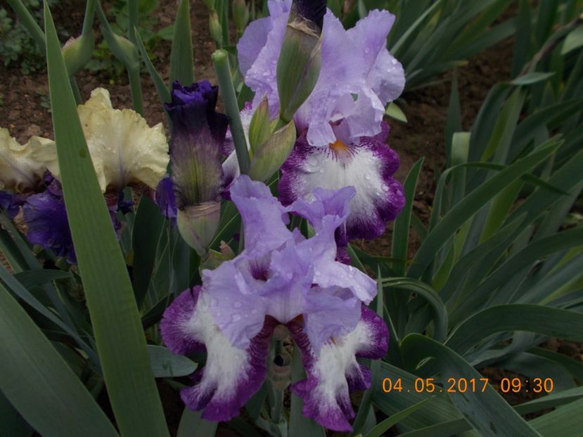 eagle's flingth - IRISI BARBATA ELATIOR SI INTERMEDIA  2017