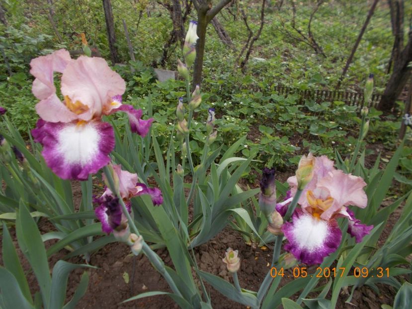 change of pace - IRISI BARBATA ELATIOR SI INTERMEDIA  2017