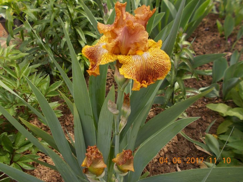 tiger shark - IRISI BARBATA ELATIOR SI INTERMEDIA  2017