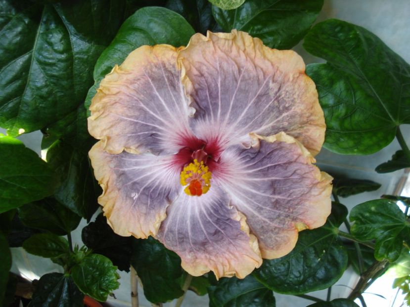  - HIBISCUS 2017