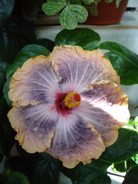  - HIBISCUS 2017