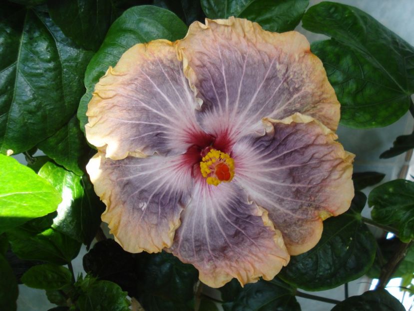  - HIBISCUS 2017