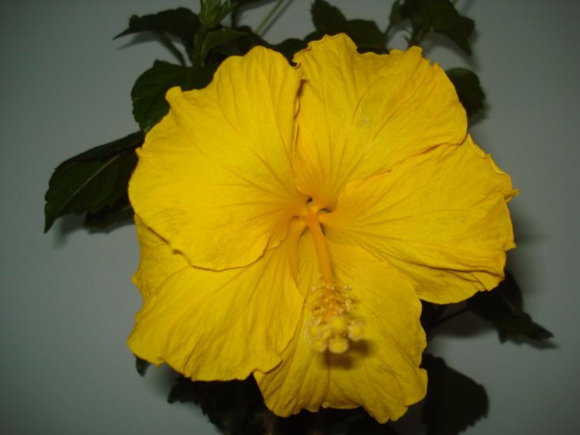  - HIBISCUS 2017