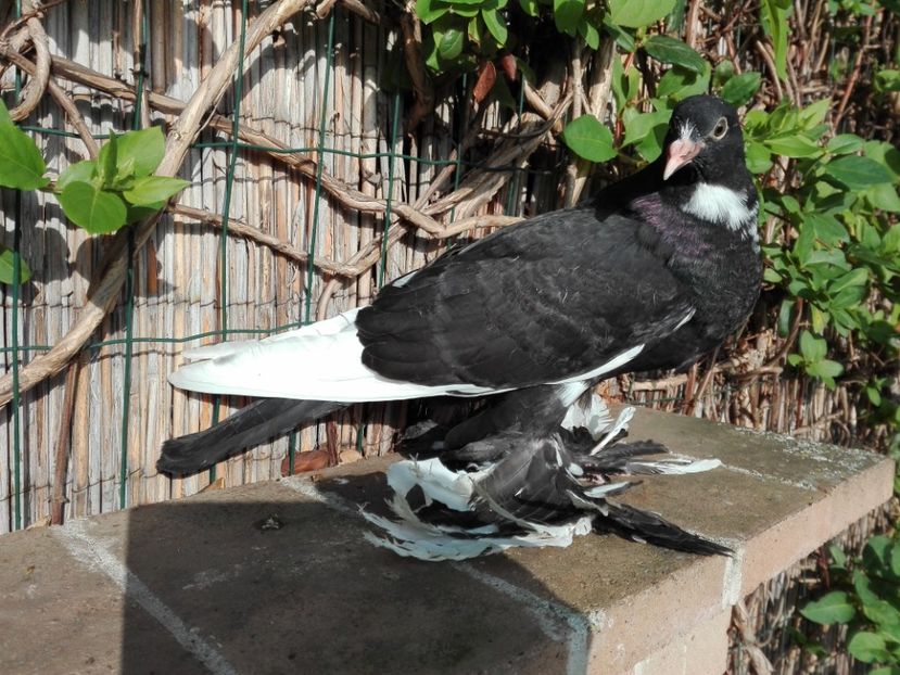 Femela Pomeran - 2017_Pui