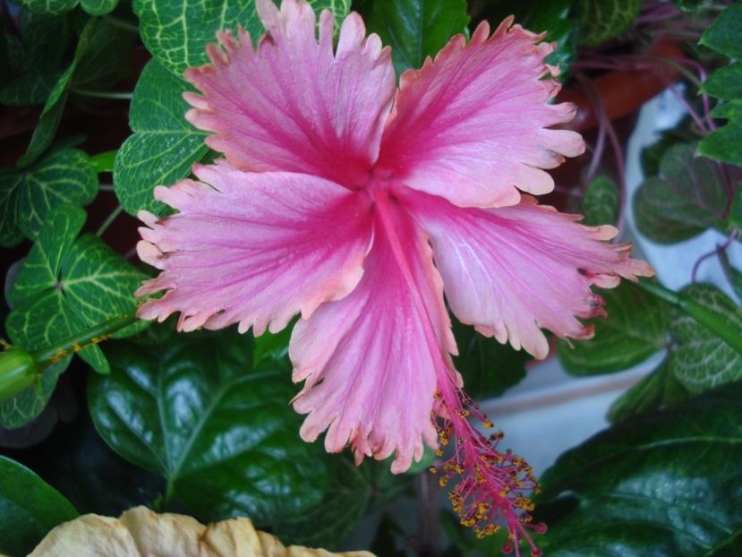  - HIBISCUS 2017