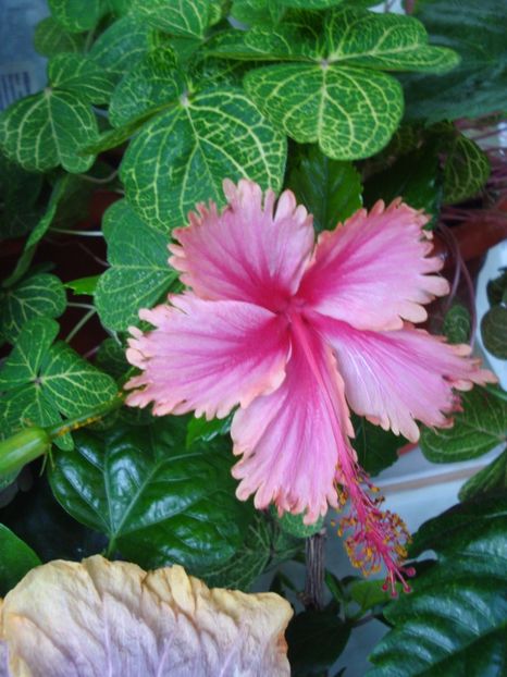  - HIBISCUS 2017
