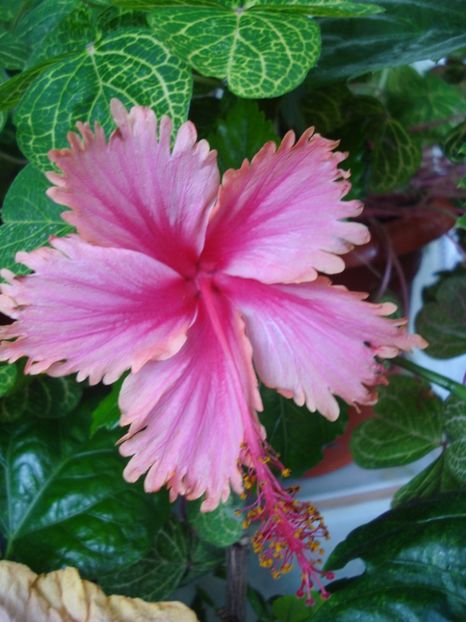  - HIBISCUS 2017