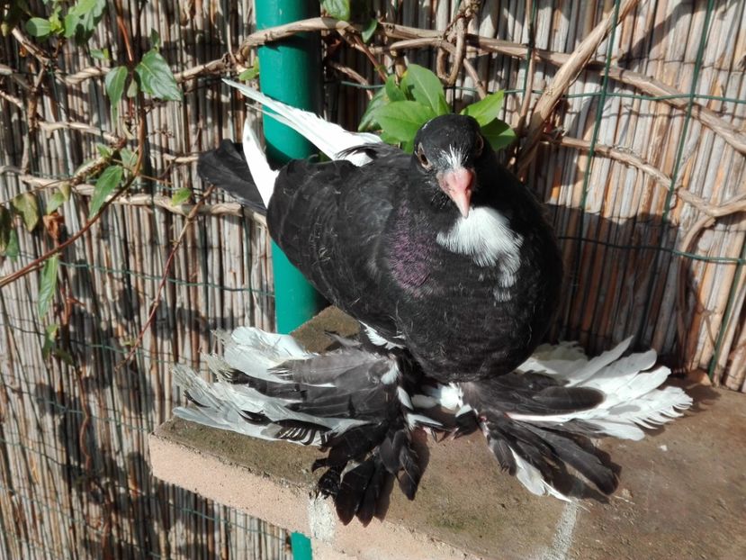 femela pomeran - 2017_Pui