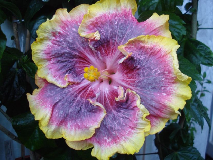  - HIBISCUS 2017
