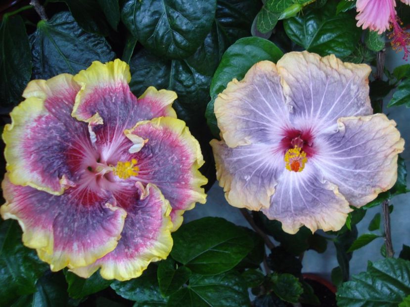 - HIBISCUS 2017