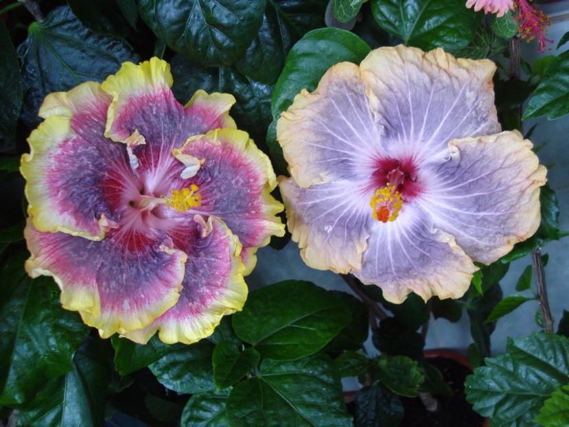  - HIBISCUS 2017