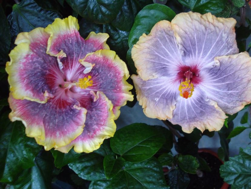  - HIBISCUS 2017
