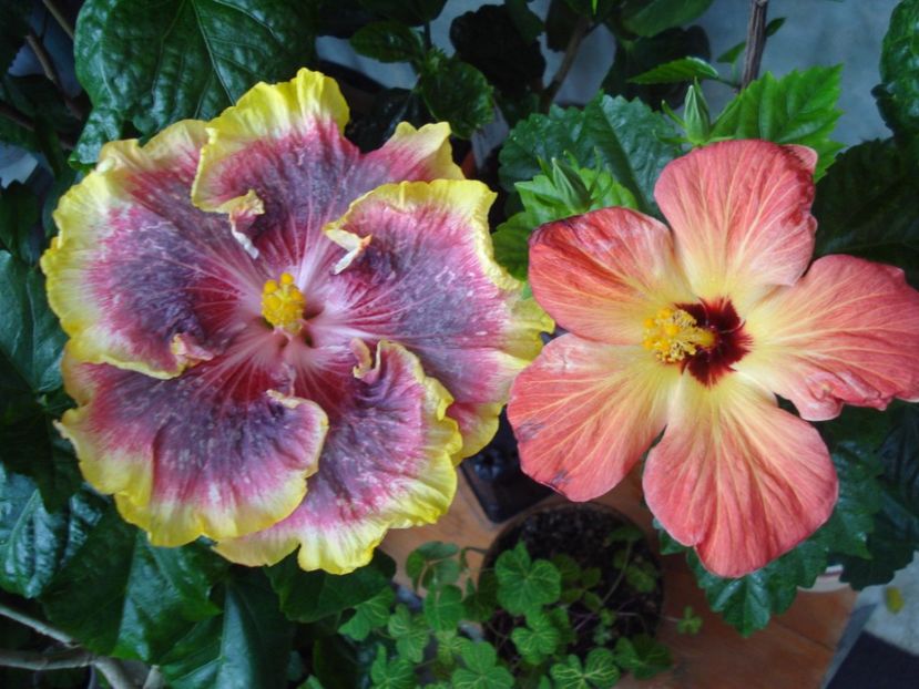 - HIBISCUS 2017
