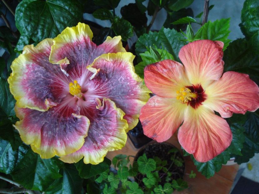  - HIBISCUS 2017