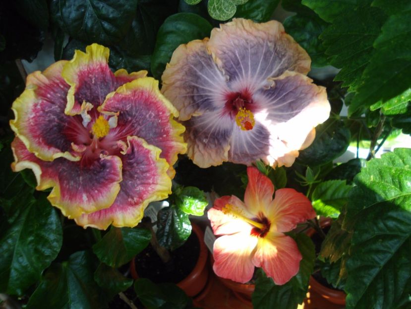  - HIBISCUS 2017