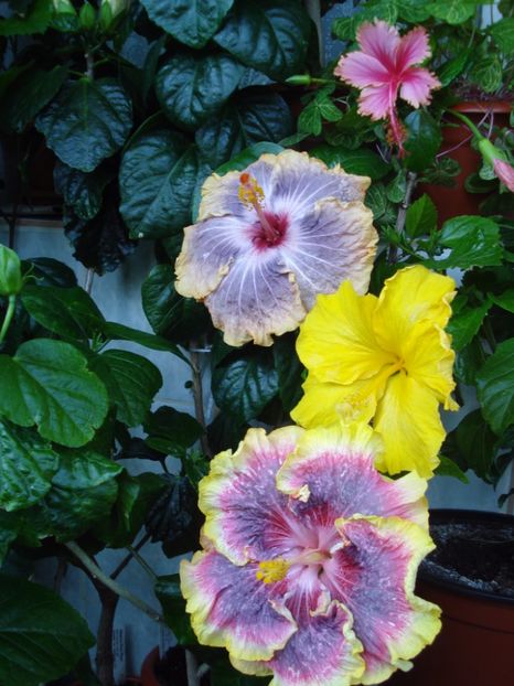  - HIBISCUS 2017