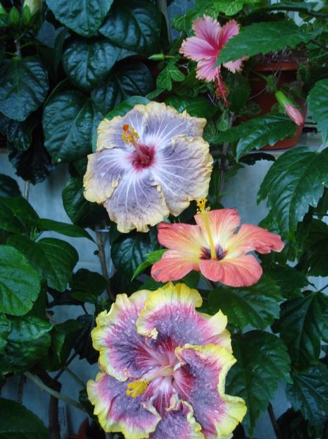  - HIBISCUS 2017