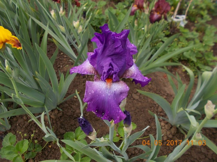 fragrant lilac - IRISI BARBATA ELATIOR SI INTERMEDIA  2017