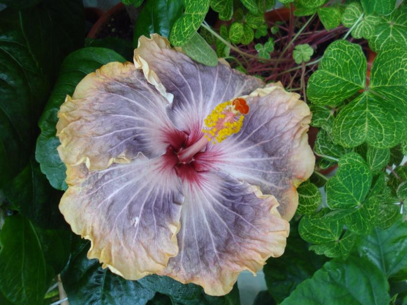  - Hibiscus Gabriel