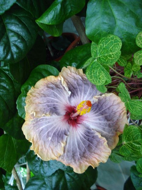  - Hibiscus Gabriel