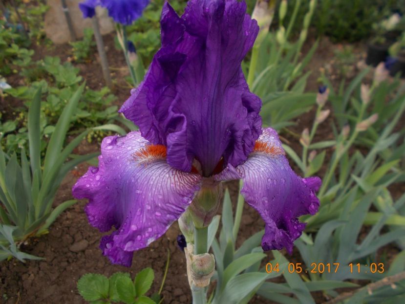 fragrant lilac - IRISI BARBATA ELATIOR SI INTERMEDIA  2017