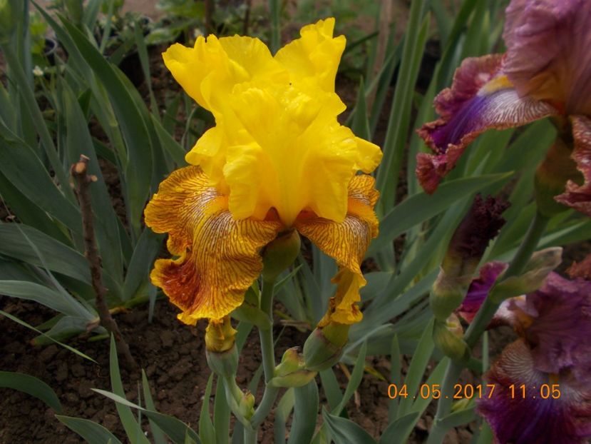 bengal tiger - IRISI BARBATA ELATIOR SI INTERMEDIA  2017