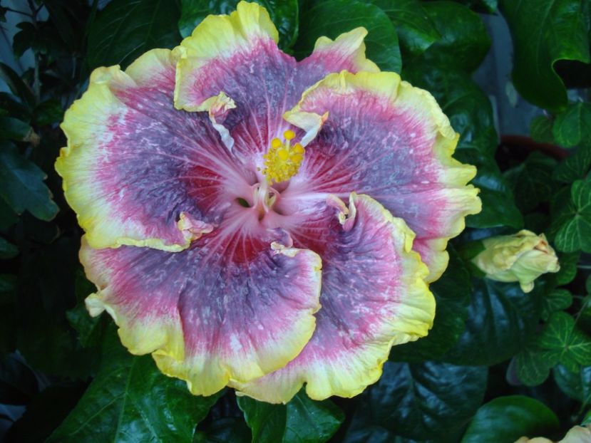  - Hibiscus Night Runner