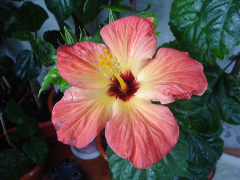  - Hibiscus Alexandra