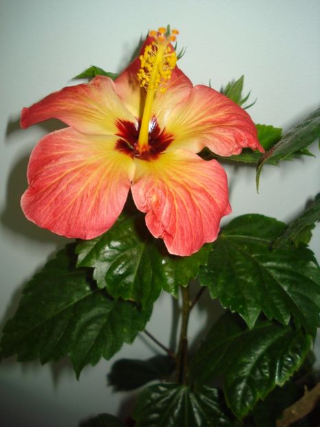  - Hibiscus Alexandra