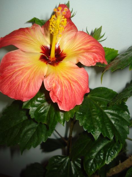  - Hibiscus Alexandra