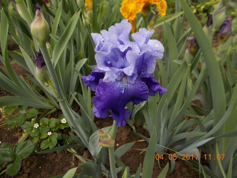 nordic seas - IRISI BARBATA ELATIOR SI INTERMEDIA  2017