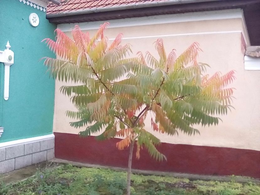 oct 2016 - Rhus typhina