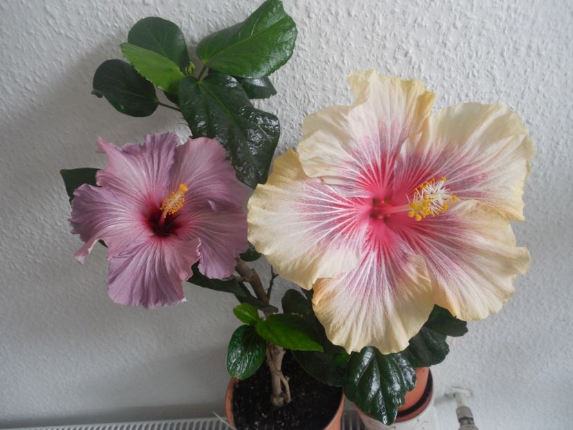  - 02Hibiscus